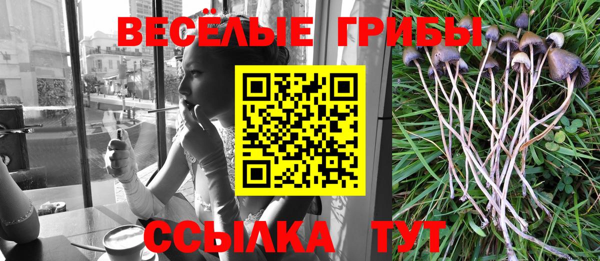 Кропоткин  наркота  Вход с VPN  Галлюциногенные грибы Psilocybine cubensis 
